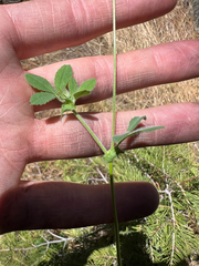 Trifolium microcephalum, photograph (c) Ryan Donnelly, some rights reserved (CC BY)