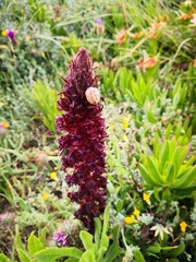 Orobanche foetida