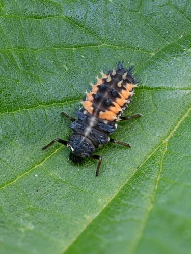 Asiatischer Marienkäfer