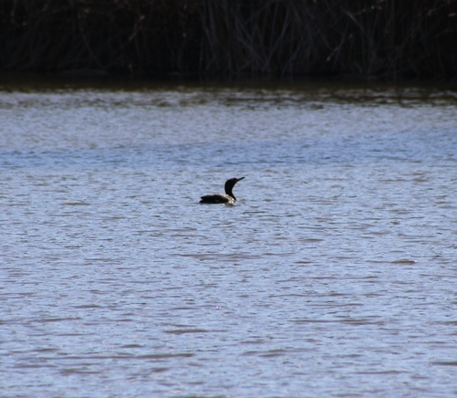 iNaturalist observation photo of Double-crested Cormorant