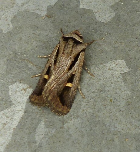 Proteuxoa chrysospila Lower, 1902