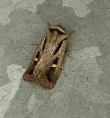 Proteuxoa chrysospila