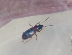 Stenolophini