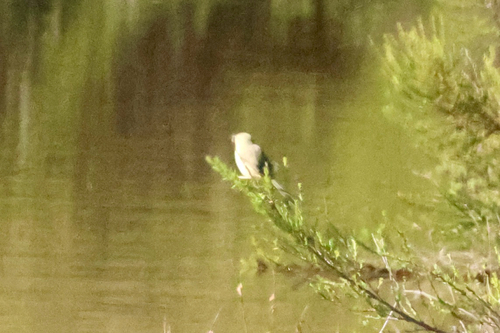 iNaturalist image