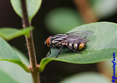 Diptera