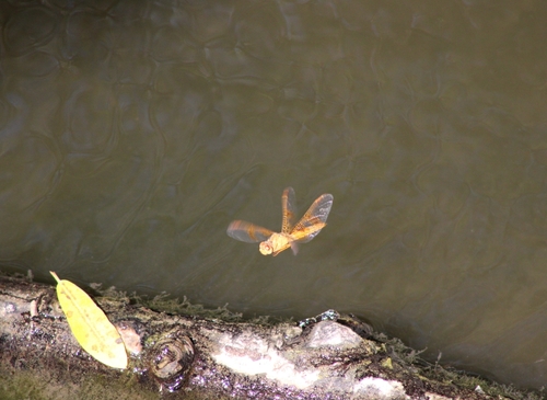 iNaturalist observation photo of Mexican Amberwing