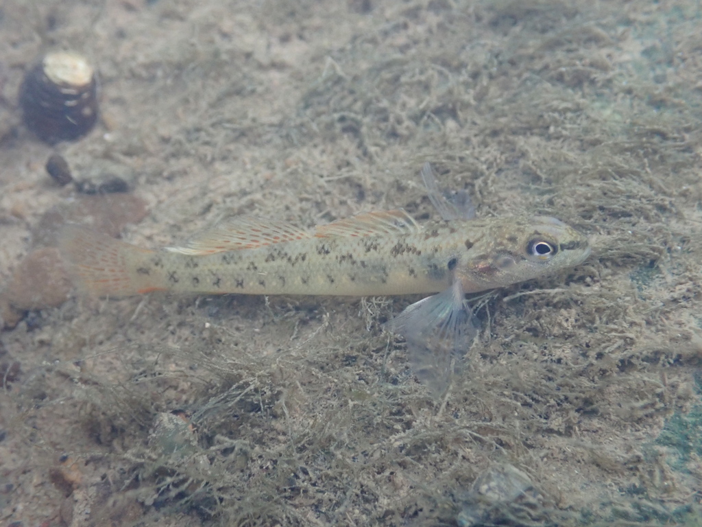 Barcheek darter (Etheostoma obeyense) — Percidae