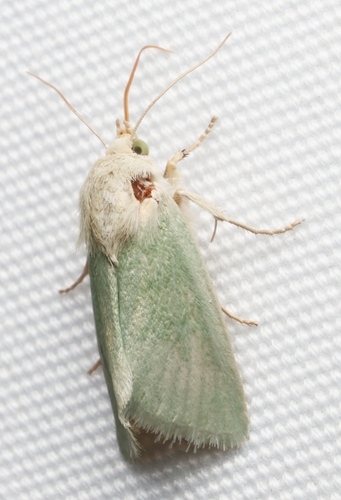 Schinia simplex photo 4