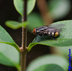 Diptera