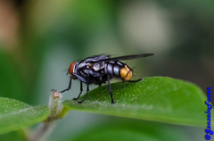 Diptera