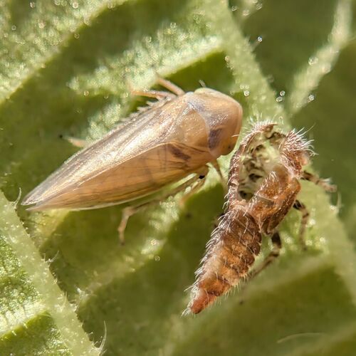 Macropsis glandacea