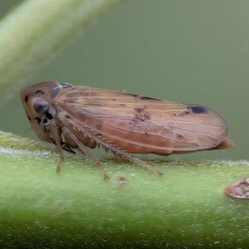 Macropsis fragilicola