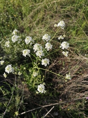 Peltaria angustifolia