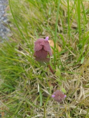 Lamium purpureum
