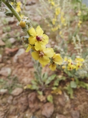 Verbascum damascenum