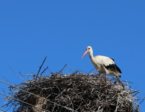 White Stork