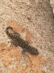 Ptyodactylus puiseuxi
