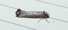 Pseudoswammerdamia combinella