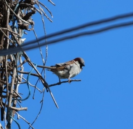 House Sparrow