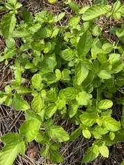 Ruellia ciliatiflora