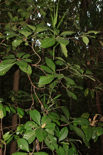 Vavaea amicorum observed 2026-06-19