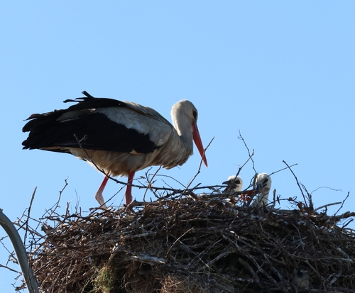 White Stork