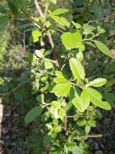 Acacia urophylla, photograph 5