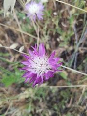 Centaurea crocodylium