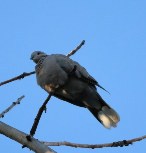 Eurasian Collared-Dove