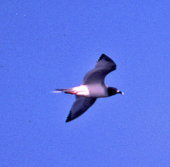 Swallow-Tailed Gull photo 5