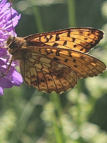 Lesser Marbled Fritillary
