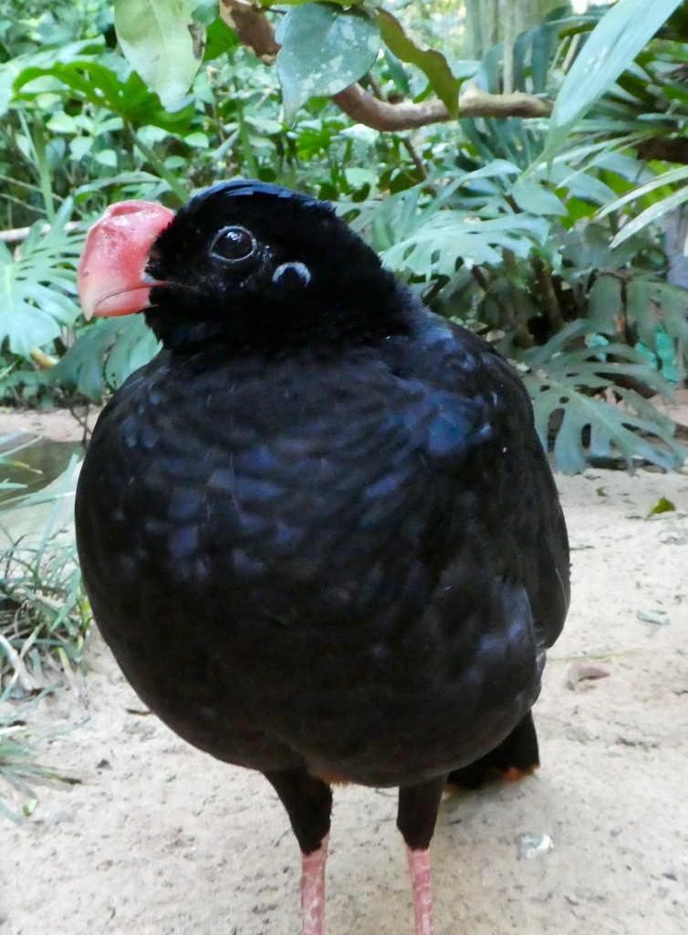 Crestless Curassows