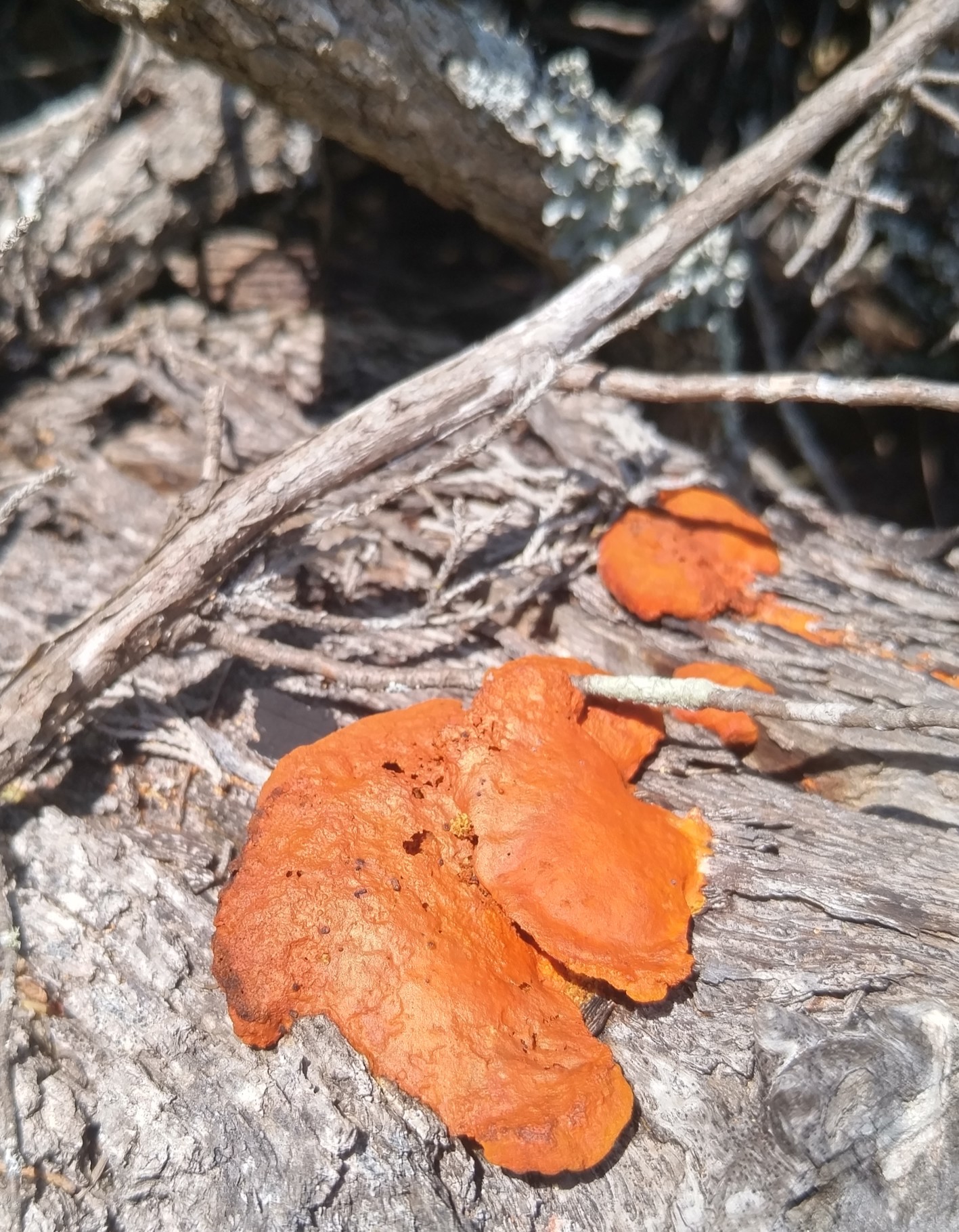 Pycnoporus sanguineus image