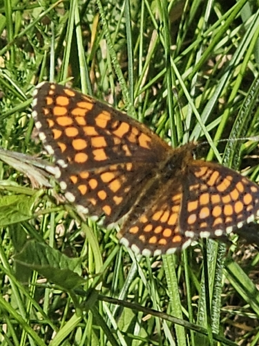 Heath Fritillary