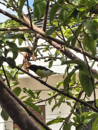 Purple-rumped Sunbird