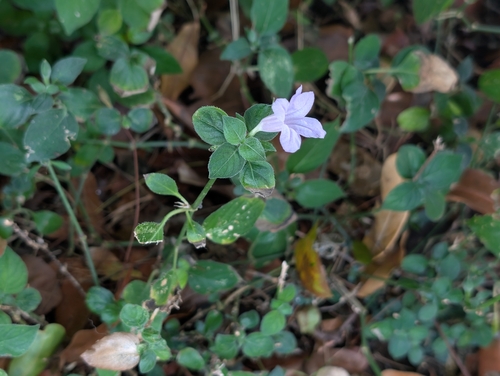 Ruellia prostrata, photograph 4