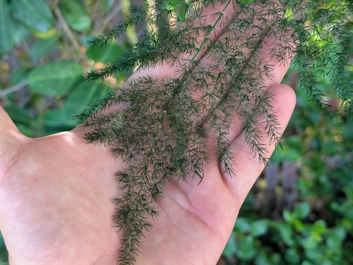 Asparagus setaceus observed 2026-06-23