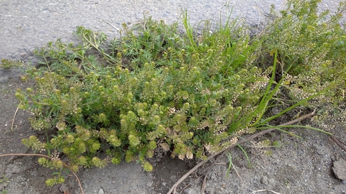 Lepidium bipinnatifidum image