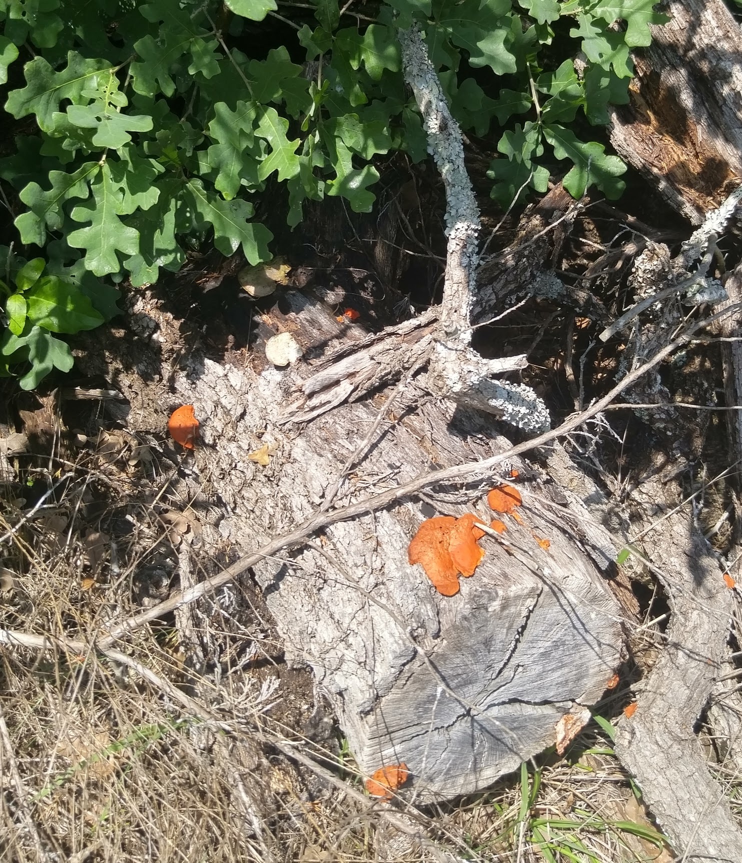 Pycnoporus sanguineus image