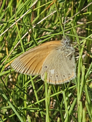 Chestnut Heath