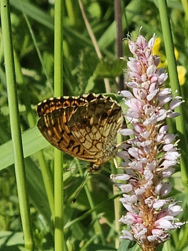 Lesser Marbled Fritillary