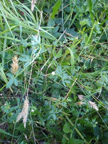 Acmispon parviflorus