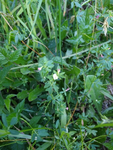 Acmispon parviflorus, photograph 2