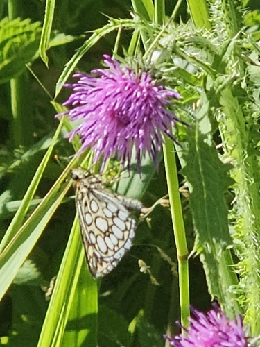 Large Chequered Skipper