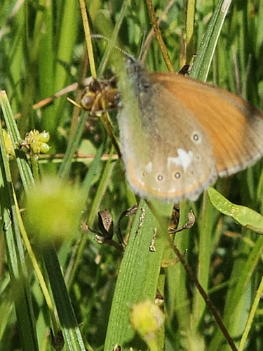Chestnut Heath