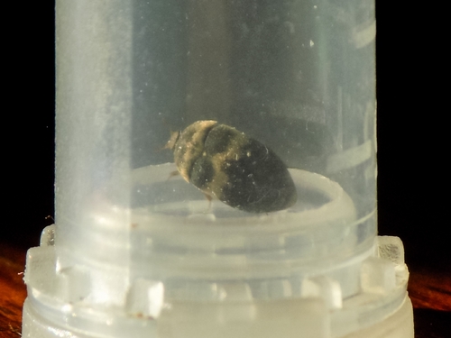 Banded Black Carpet Beetle