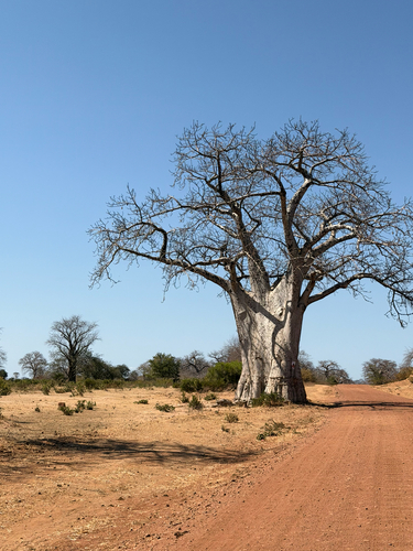 African baobab