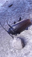Solenoptera