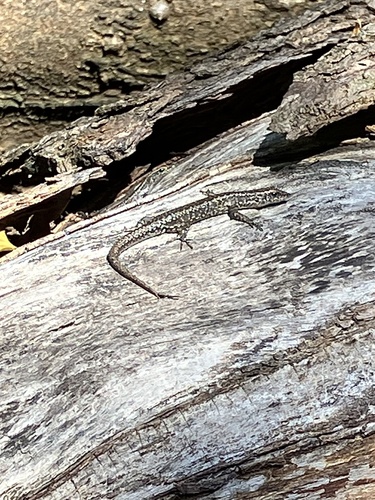 Buchanan's Snake-eyed Skink, Cryptoblepharus buchananii
