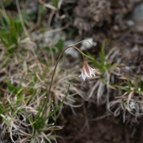 Snowdon Lily